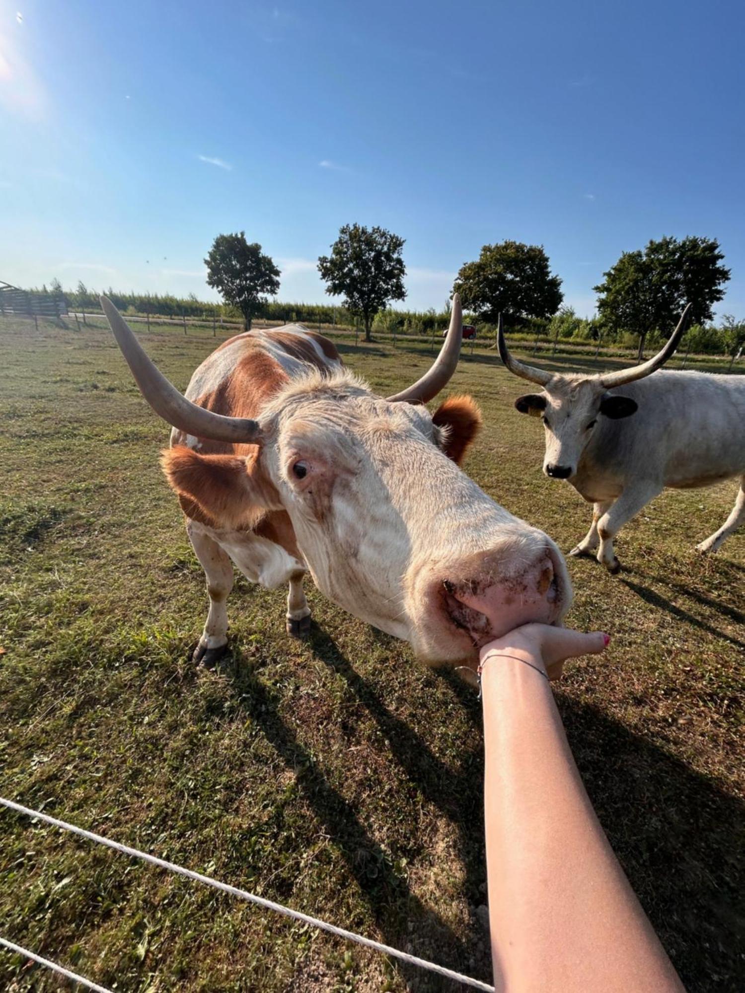 Csodaszarvas Vendégházak Rabahidveg Esterno foto