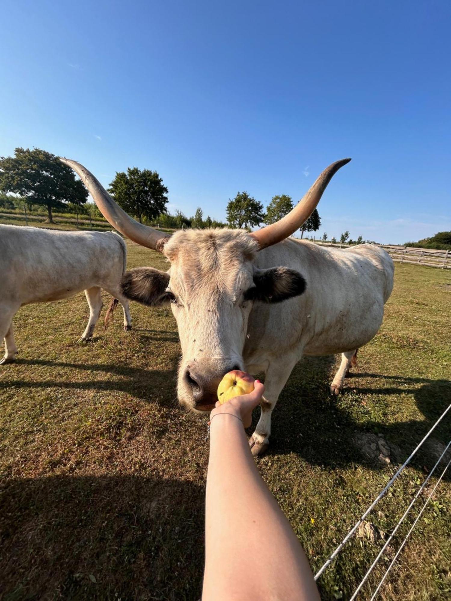 Csodaszarvas Vendégházak Rabahidveg Esterno foto