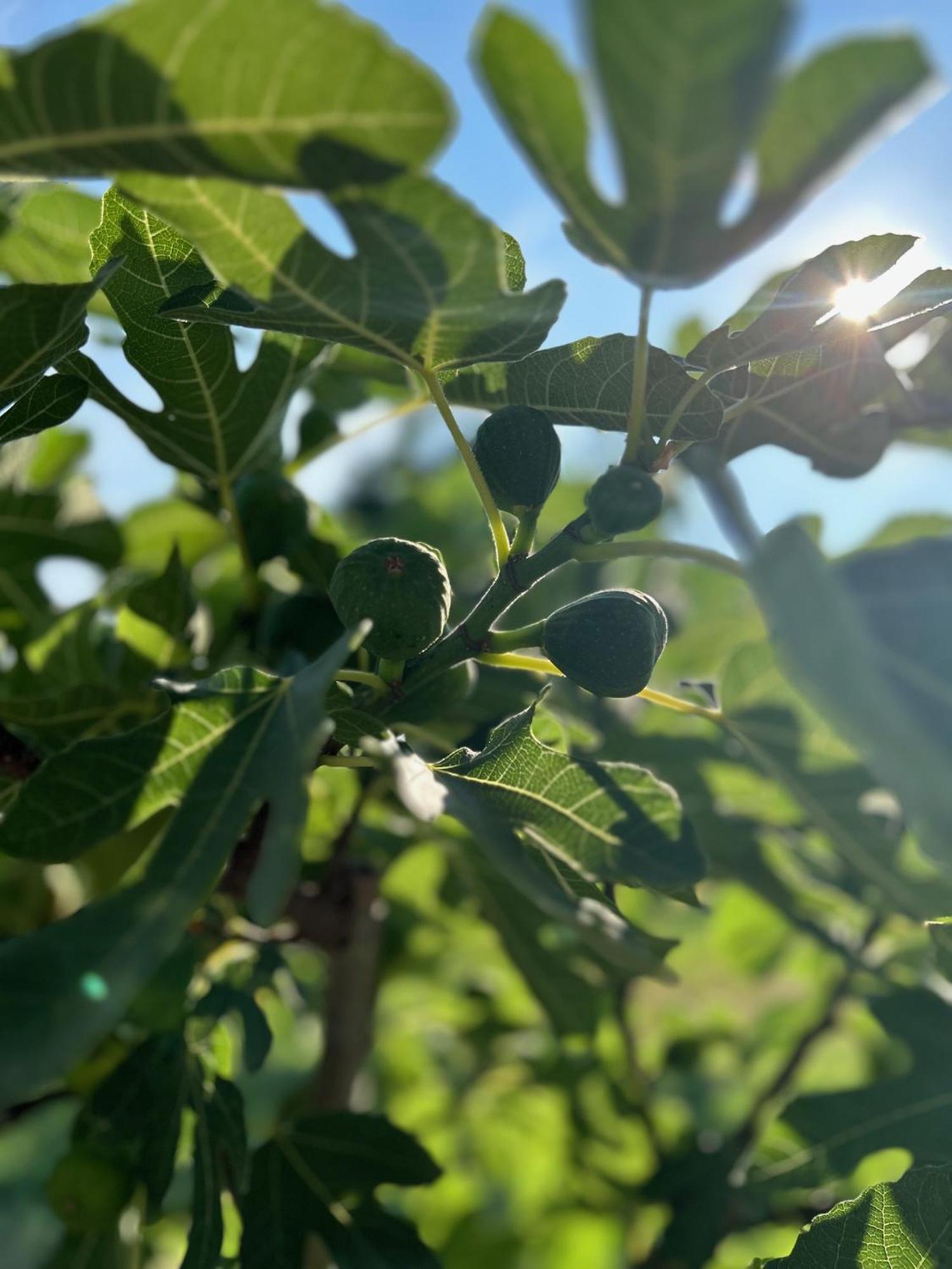 Csodaszarvas Vendégházak Rabahidveg Esterno foto